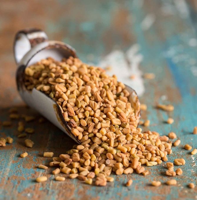 ilustrasi fenugreek