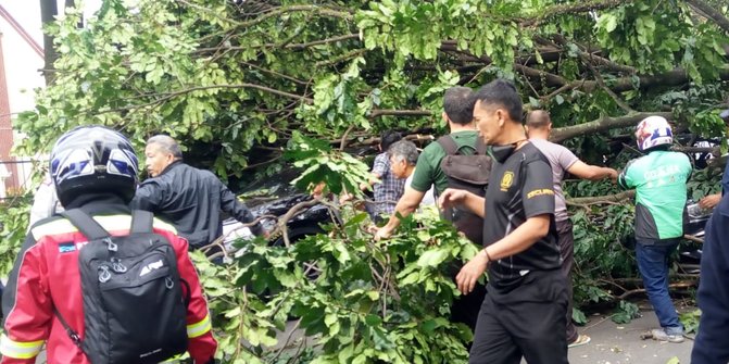 Hindari Jalan Juanda Bogor, Ada Pohon Tumbang Timpa Dua Mobil | Merdeka.com