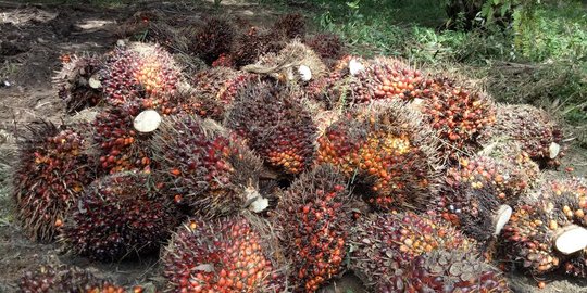 Menkop Teten: Harga Jual Minyak Makan Merah Lebih Murah