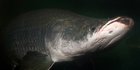 Mengenal Arapaima: Ikan Predator dari Sungai Amazon