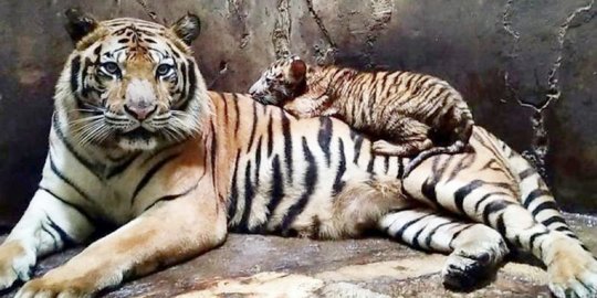 Harimau Sumatera Masuk ke Perkebunan Warga di Langkat