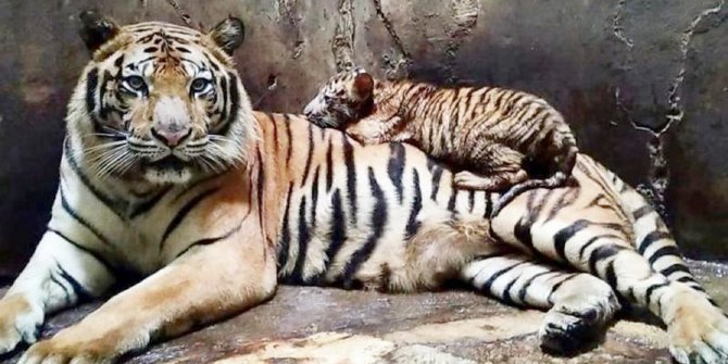 Harimau Sumatera Masuk Ke Perkebunan Warga Di Langkat Merdeka Com