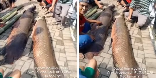 Ikan Berukuran Orang Dewasa Ditemukan Usai Banjir di Garut, Wujudnya Bikin Heboh