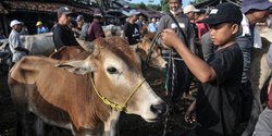 Hewan dan Produk Rentan PMK Dilarang Keluar Masuk Bali