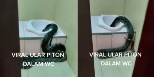 Viral Ular Piton 2 Meter Keluar dari Lubang WC Rumah, Penampakannya Bikin Heboh