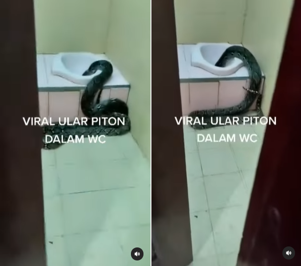 viral seekor ular piton masuk ke dalam lubang wc rumah masyarakat bikin heboh