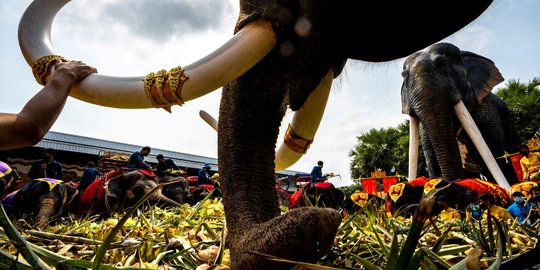 Sedang Tidur, Buruh Kebun Tewas Diinjak Gajah