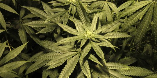 MK Tolak Ganja Medis, DPR Sarankan Pemerintah Buat Kajian Merujuk ECDD 2019