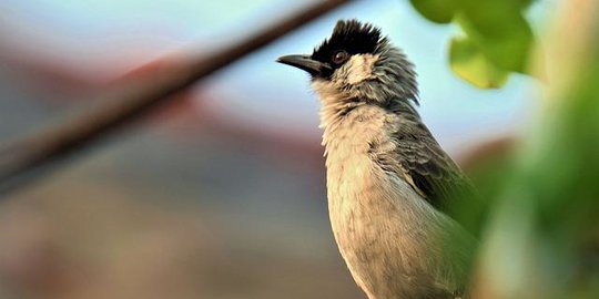 5 Makanan Burung Kutilang yang Bergizi, Jangan Sembarangan