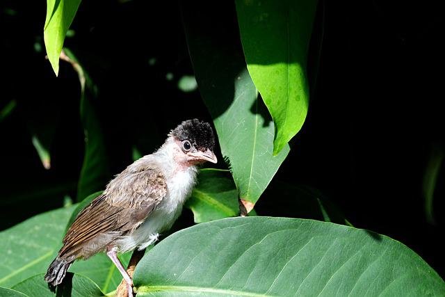 burung kutilang