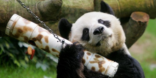Panda Jantan Tertua di Dunia Mati
