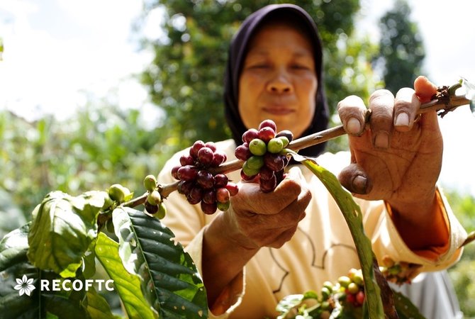 petani kopi bantaeng di sulawesi selatan mendapat pelatihan dari recoftc