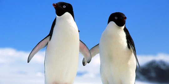 Penelitian: Penguin Kehilangan Kemampuan Terbang Sejak 60 Juta Tahun Lalu