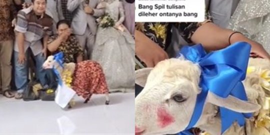 Pengantin Dapat Kado Kambing dari Rekan,Hasil Iuran Seluruh Karangtaruna Bikin Ngakak