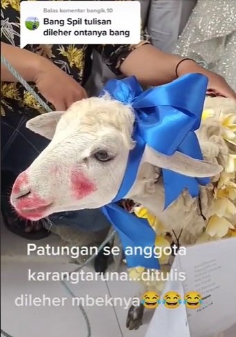 pengantin dapat kado kambing dari rekanhasil iuran seluruh karangtaruna bikin ngakak