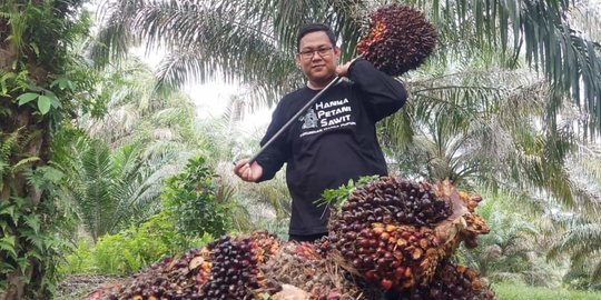 Petani Sawit Duga Ada Permainan Pengolah Minyak Sawit di Balik Rendahnya Harga TBS