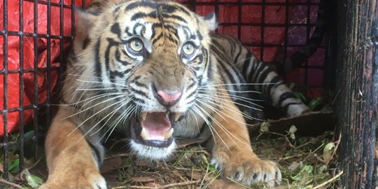 Kerap Mangsa Hewan Ternak dan Resahkan Warga, Harimau Sumatera Ditangkap di Aceh