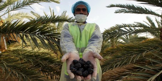 Menengok Kebun Kurma Ajwa, Kurma Terbaik Khas Madinah