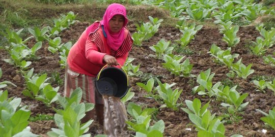 Serap 6 Juta Tenaga Kerja, Industri Tembakau Harap Tak Dianaktirikan