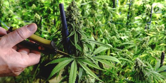 MUI Masih Godok Fatwa Ganja untuk Medis