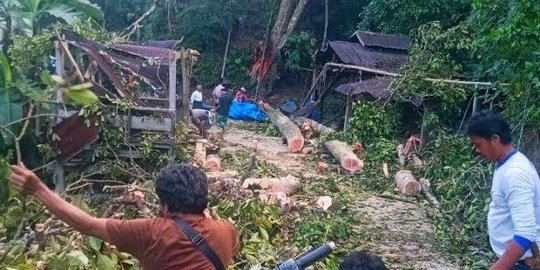 Acara Pernikahan Tertimpa Pohon Tumbang, Satu Orang Meninggal Dunia