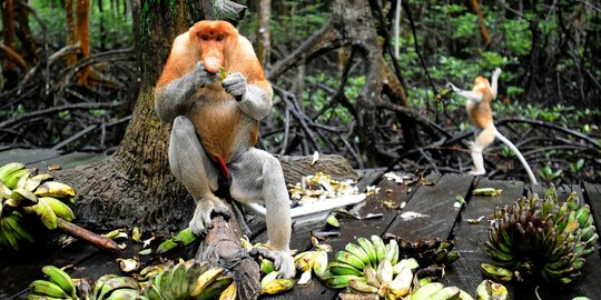 Mengunjungi Konservasi Bekantan di Kalimantan