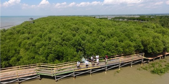 Cegah Abrasi di Pantura Pati, Penanaman Mangrove Gencar Dilakukan