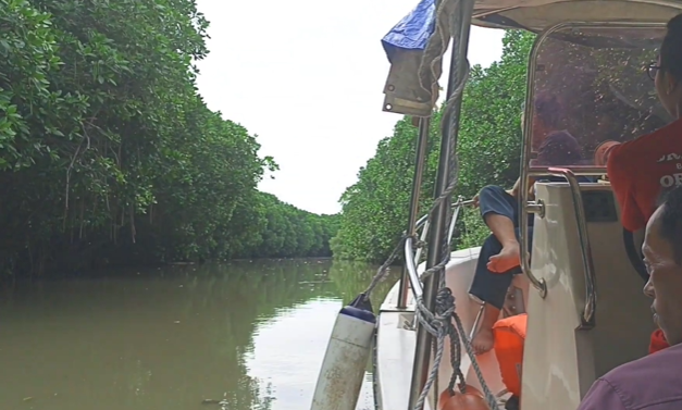 ekowisata mangrove pangenan