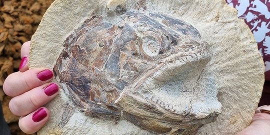 Fosil Ikan Predator dengan Mata Terbelalak & Mulut Menganga Zaman Jurassic Ditemukan