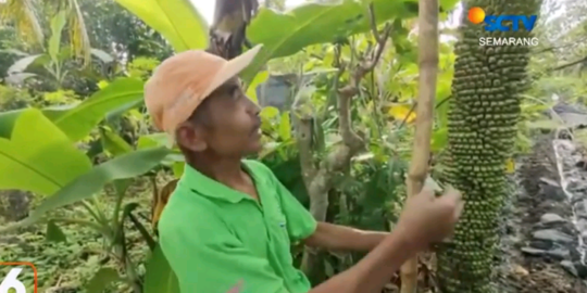 Tandan Pisang Setinggi 2 Meter di Cilacap Ini Bikin Heboh, Begini Penampakannya