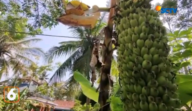 pohon pisang unik di cilacap