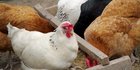 Australia Kekurangan Pasokan Telur, Stok di Supermarket Kosong