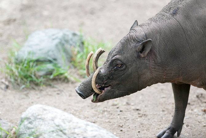 ilustrasi babirusa