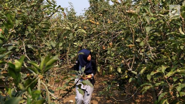 engunjung berjalan di salah satu perkebunan buah apel kawasan batu malang jawa timur rabu 2592019