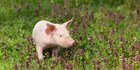Ilmuwan Hidupkan Lagi Organ Babi yang Sudah Mati