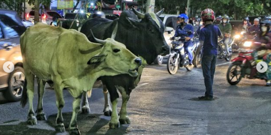 Sapi-Sapi 'Nyelonong' ke Tengah Jalan di Surabaya, Bingung karena Ramai Kendaraan