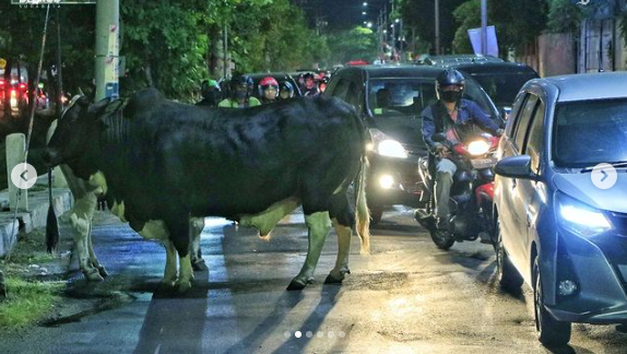 sapi sapi nyelonong ke tengah jalan surabaya