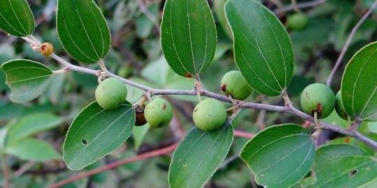 Cara Membuat Teh Daun Bidara yang Mudah, Praktis dan Kaya Manfaat