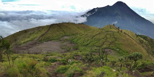 Manfaat Hutan Sabana, Simak Pengertian, Ciri-Ciri, dan Contohnya