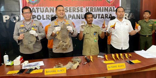 2 Penjual Satwa Dilindungi Ditangkap, Sisik Tenggiling dan Paruh Rangkong Disita