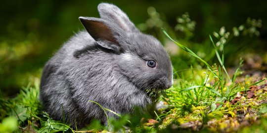 Mengenal Chinchilla, Hewan Pengerat Asal Amerika Selatan yang Bisa Dipelihara