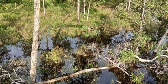 9 Fungsi Hutan Lindung bagi Kelangsungan Makhluk Hidup, Wajib Dijaga