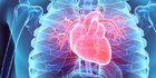 Mengenal Fungsi Jantung pada Sistem Peredaran Darah, Perlu Diketahui