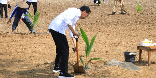 Solusi Ketahanan Pangan, Begini Keseruan Presiden Jokowi Tanam Kelapa Genjah