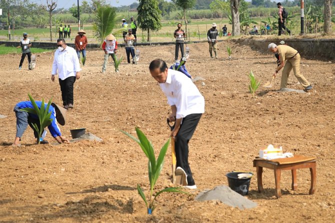 keseruan presiden jokowi tanam kelapa genjah