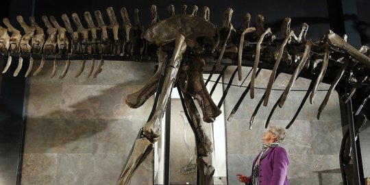 Kerangka Dinosaurus Purba Terjual Rp88 Miliar