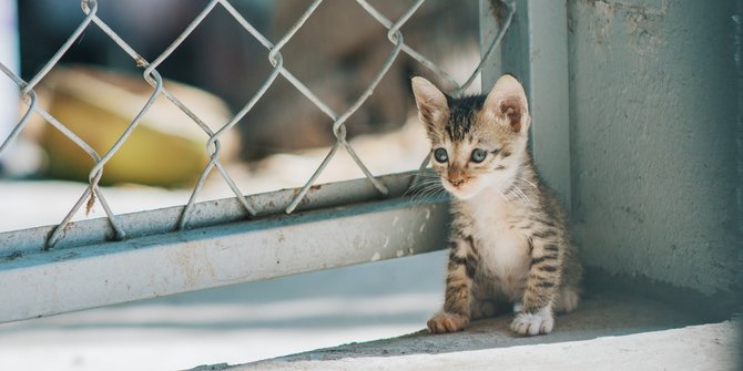 Kitten Boleh Dimandikan Umur Berapa? Simak Jawabannya, Jangan Sampai