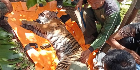 Harimau Sumatera di Gayo Lues Terjerat Kawat Baja, Kaki Terancam Lumpuh