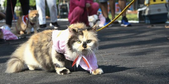 Yang Lucu dan Menggemaskan di Fashion Show Kucing Rumahan Duren Sawit