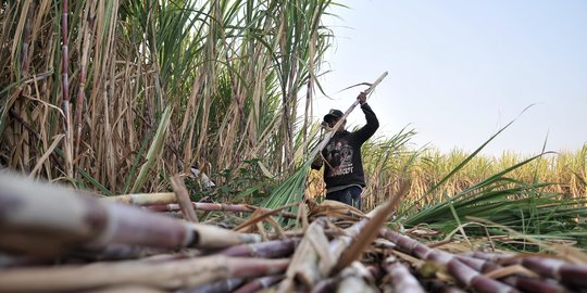 Ikut Program Makmur Besutan BUMN, Laba Petani Tebu Naik dari Rp7 Juta Jadi Rp26 Juta